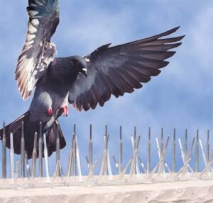 Pigeon Spikes Service Qatar